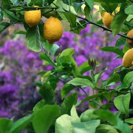 Dei Limoni Sant'Andrea (Isola d'Elba)