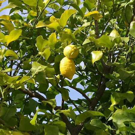 Frühstückspension Dei Limoni