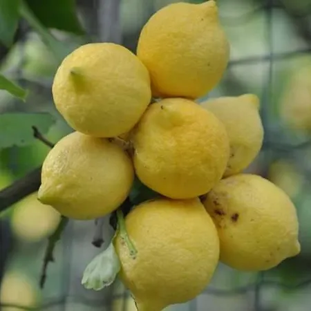 Frühstückspension Dei Limoni *